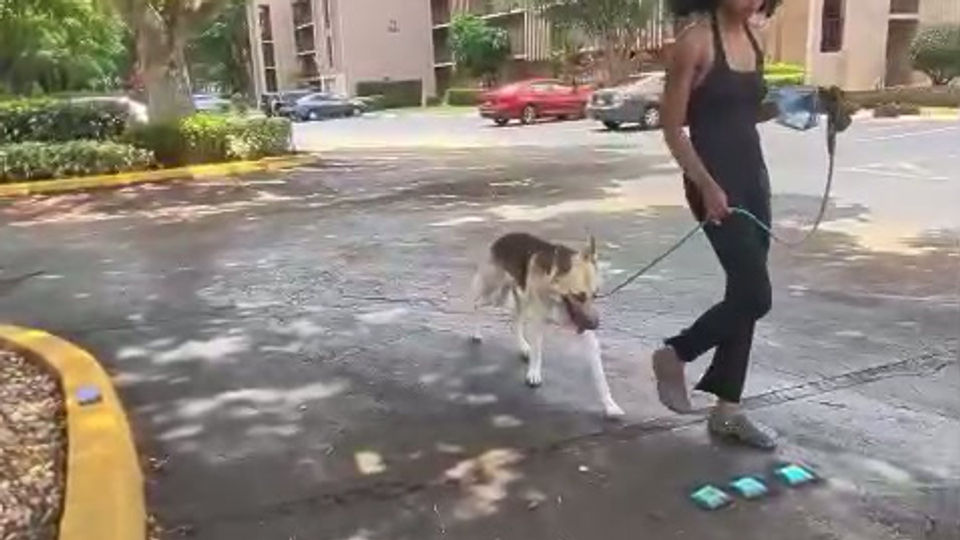 Reactive german shepherd coral springs